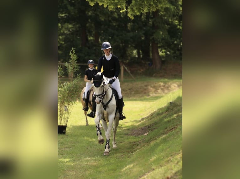 Oldenburger Stute 18 Jahre 164 cm Schimmel in Lingen