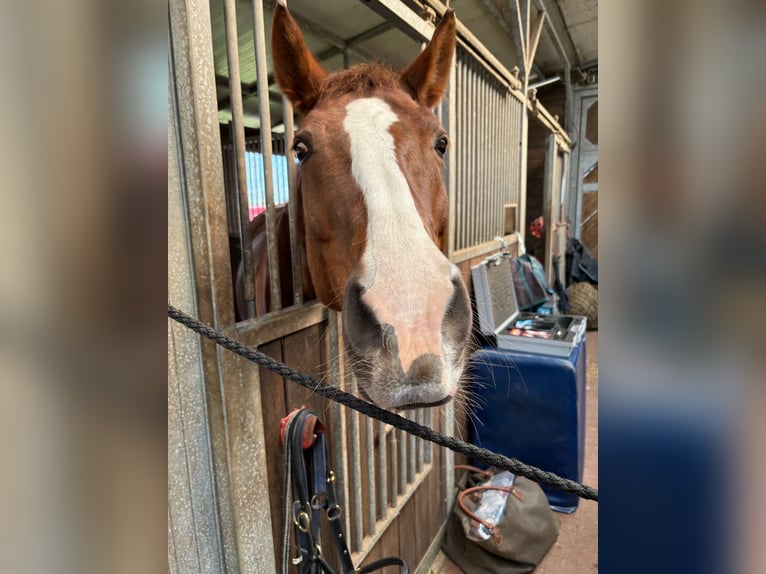 Oldenburger Stute 18 Jahre 165 cm Dunkelfuchs in Nienwohld