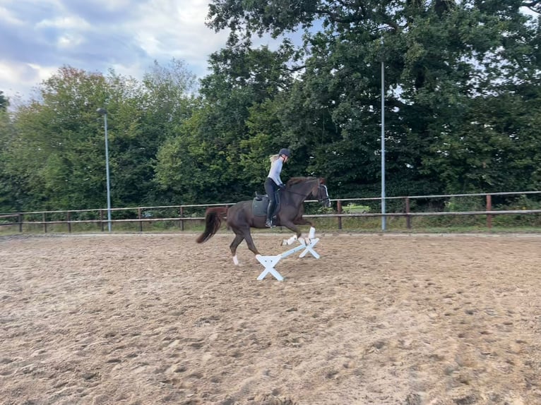 Oldenburger Stute 18 Jahre 165 cm Dunkelfuchs in Nienwohld