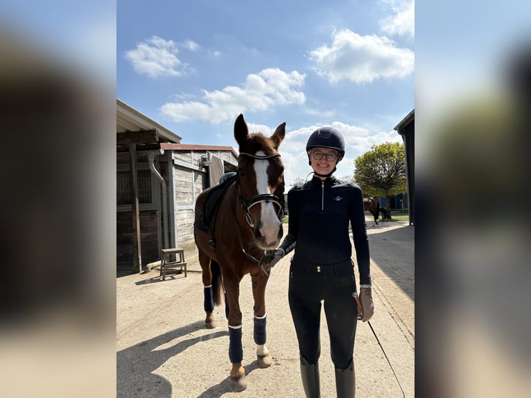 Oldenburger Stute 18 Jahre 165 cm Dunkelfuchs in Nienwohld