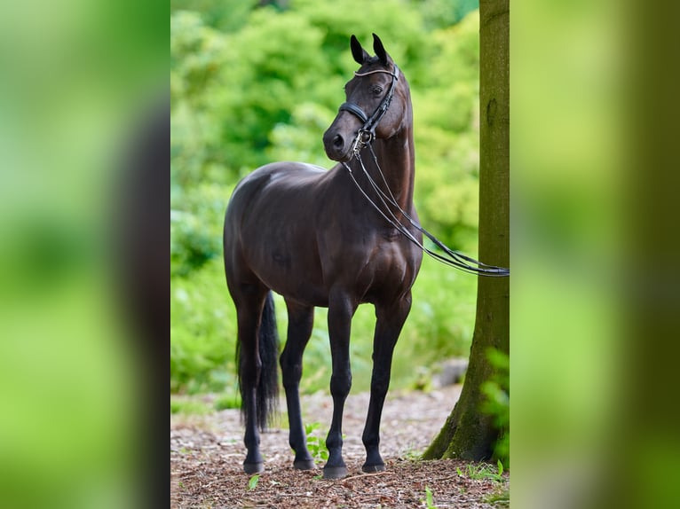 Oldenburger Stute 18 Jahre 168 cm Dunkelbrauner in D&#xF6;tlingen
