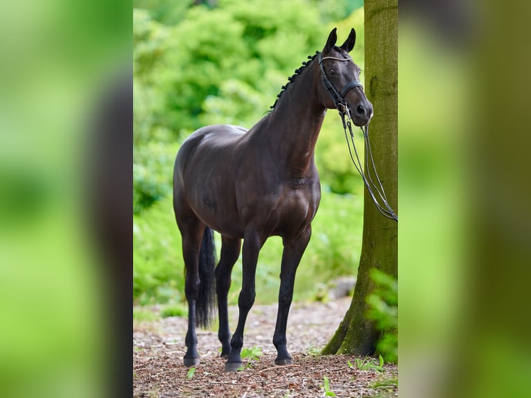Oldenburger Stute 18 Jahre 168 cm Dunkelbrauner in D&#xF6;tlingen