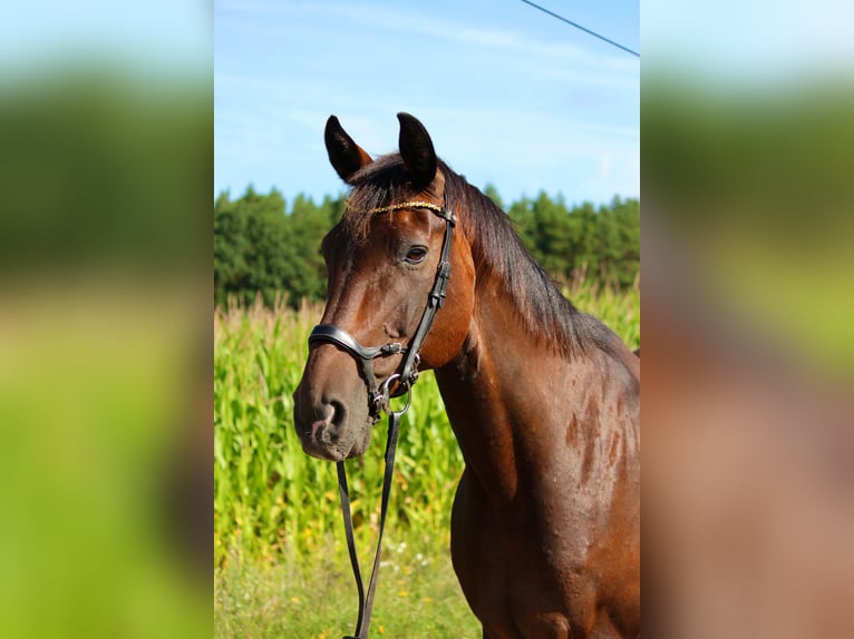Oldenburger Stute 18 Jahre 168 cm Dunkelbrauner in Boizenburg