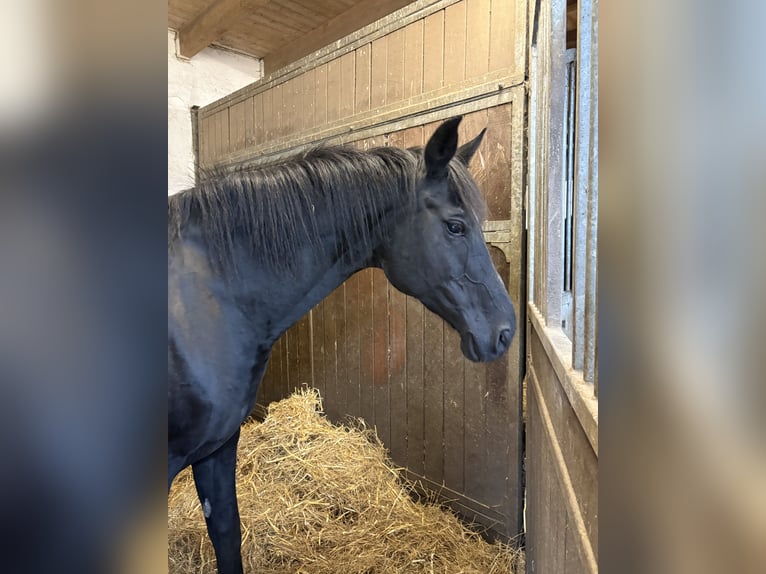 Oldenburger Stute 18 Jahre 170 cm Rappe in Vechta