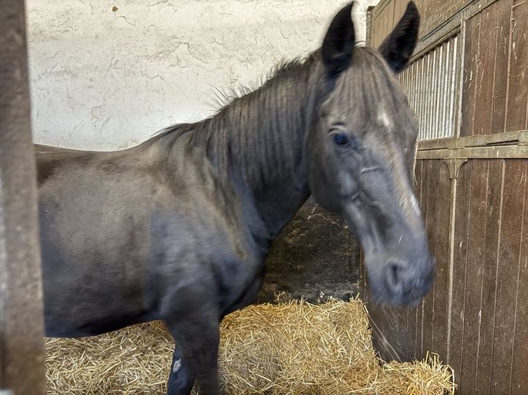 Oldenburger Stute 18 Jahre 170 cm Rappe in Vechta