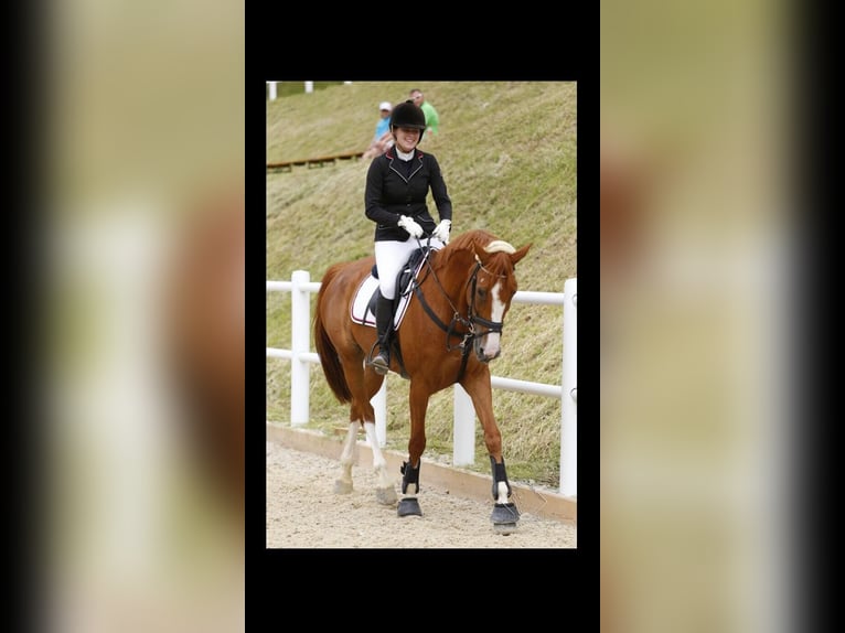 Oldenburger Stute 18 Jahre 172 cm Fuchs in Gleiming