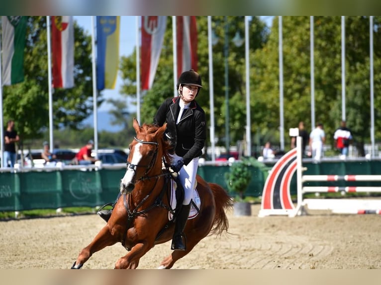Oldenburger Stute 18 Jahre 172 cm Fuchs in Gleiming