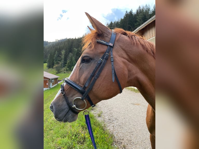 Oldenburger Stute 18 Jahre 172 cm Fuchs in Gleiming