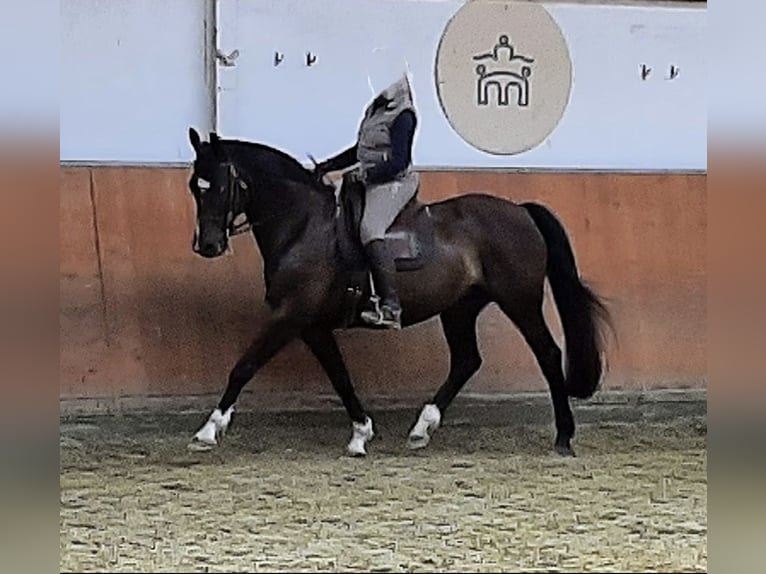 Oldenburger Stute 18 Jahre Brauner in SeesenBilderlahe