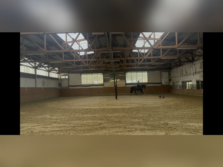 Oldenburger Stute 18 Jahre Brauner in SeesenBilderlahe