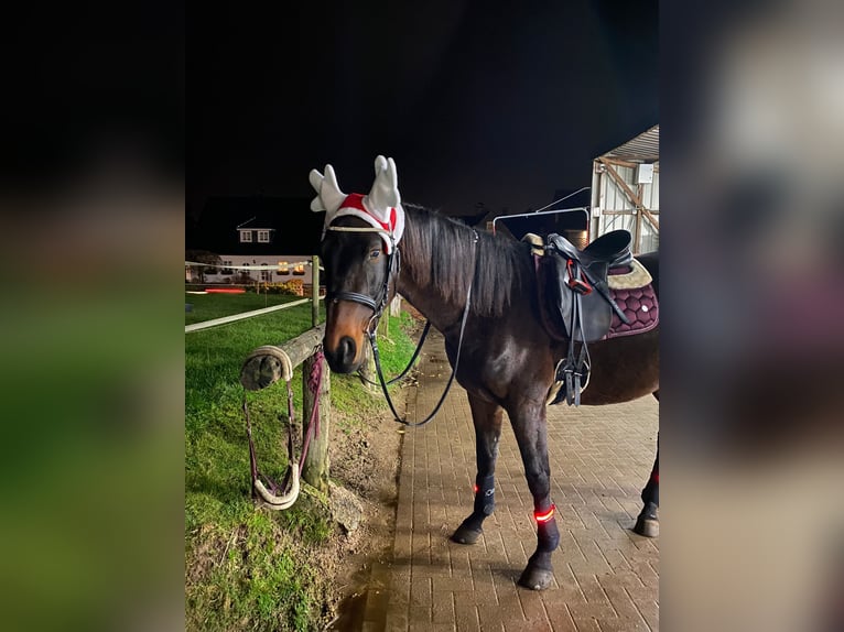 Oldenburger Stute 19 Jahre 163 cm Brauner in Langenfeld