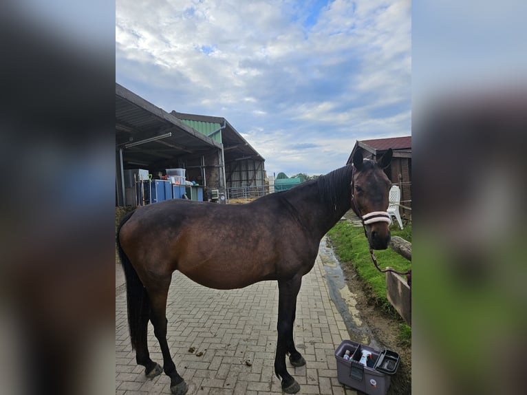 Oldenburger Stute 19 Jahre 163 cm Brauner in Langenfeld