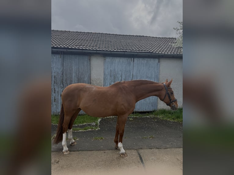 Oldenburger Stute 19 Jahre 163 cm Fuchs in Giebelstadt