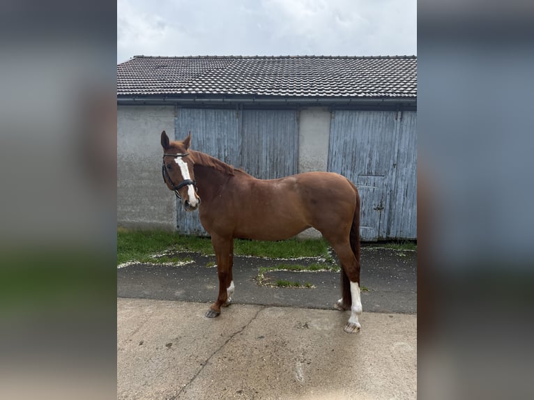 Oldenburger Stute 19 Jahre 163 cm Fuchs in Giebelstadt