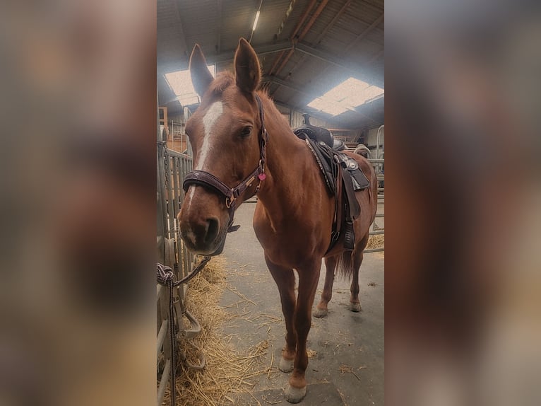 Oldenburger Stute 19 Jahre 165 cm Fuchs in Niederkassel