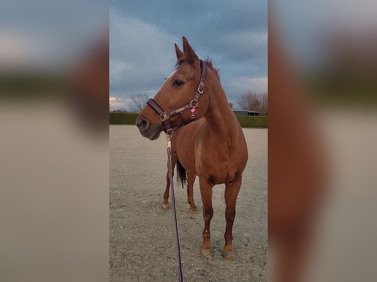Oldenburger Stute 19 Jahre 165 cm Fuchs in Niederkassel