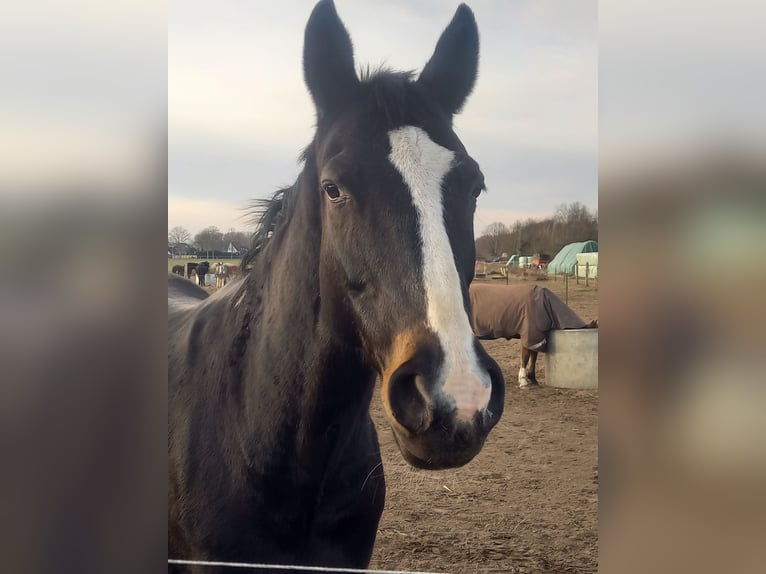Oldenburger Stute 19 Jahre 169 cm Schwarzbrauner in Edemissen