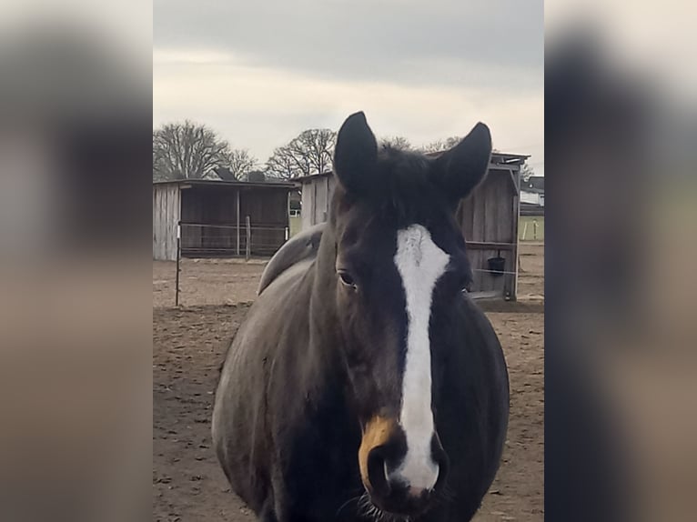 Oldenburger Stute 19 Jahre 169 cm Schwarzbrauner in Edemissen