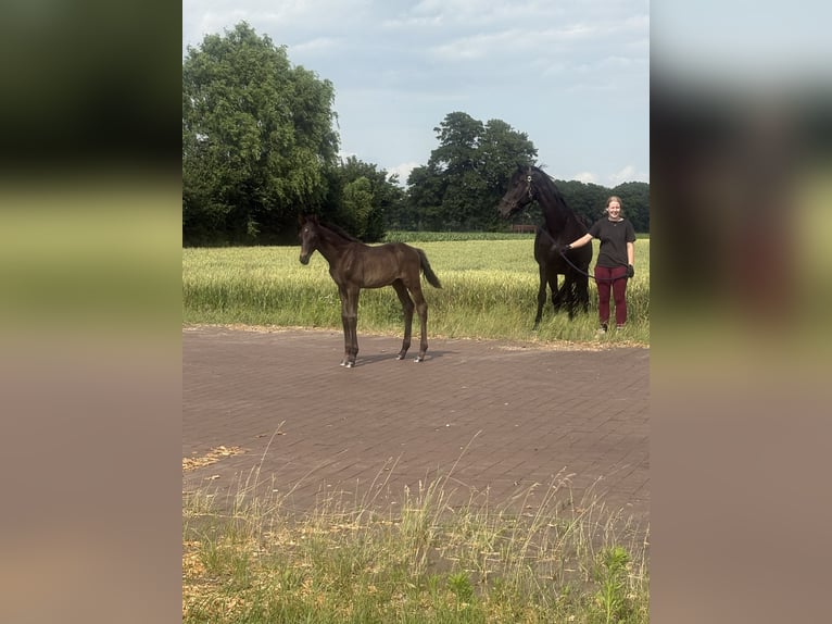 Oldenburger Stute 19 Jahre 170 cm Rappe in Brockum