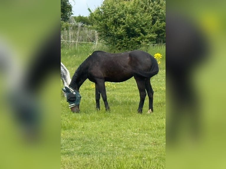 Oldenburger Stute 19 Jahre 172 cm Schwarzbrauner in Heldrungen