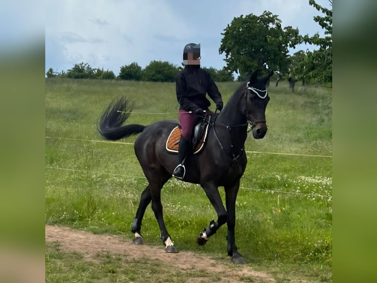 Oldenburger Stute 19 Jahre 172 cm Schwarzbrauner in Heldrungen