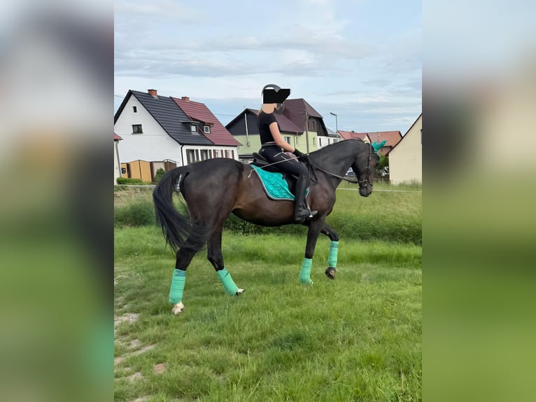 Oldenburger Stute 19 Jahre 172 cm Schwarzbrauner in Heldrungen