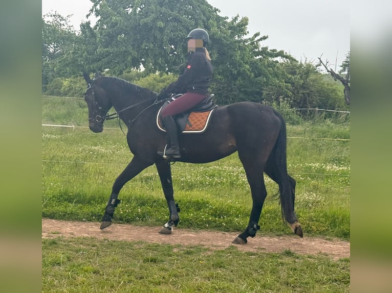 Oldenburger Stute 19 Jahre 172 cm Schwarzbrauner in Heldrungen