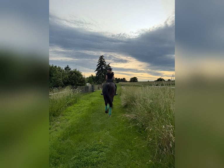 Oldenburger Stute 19 Jahre 172 cm Schwarzbrauner in Heldrungen