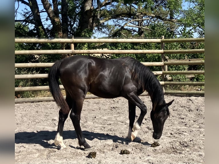 Oldenburger Stute 1 Jahr 135 cm Rappe in Ferme de Morsains   Salins