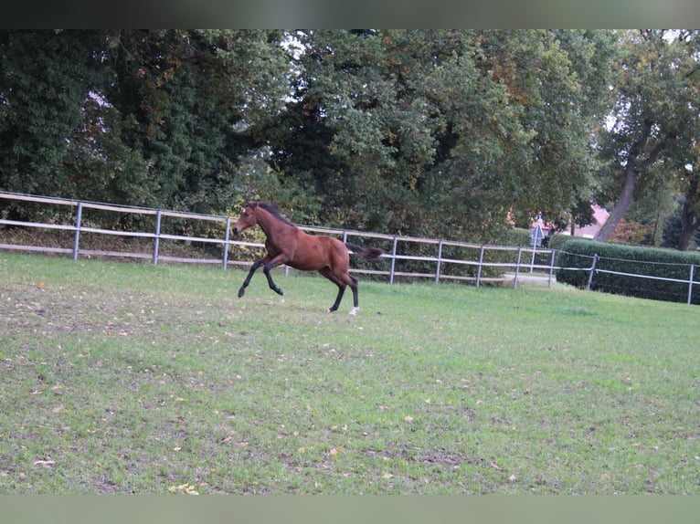 Oldenburger Mix Stute 1 Jahr 140 cm Brauner in Bösel