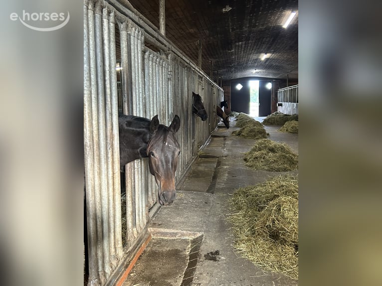 Oldenburger Stute 1 Jahr 140 cm Dunkelbrauner in Ascheberg
