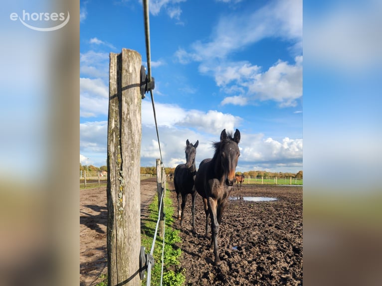 Oldenburger Stute 1 Jahr 140 cm Dunkelbrauner in Ascheberg