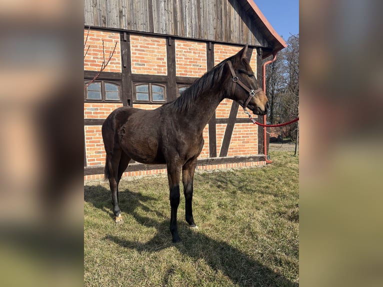 Oldenburger Stute 1 Jahr 140 cm Dunkelbrauner in DębówMilicz