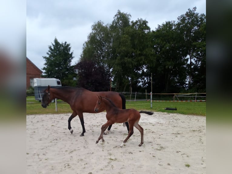 Oldenburger Stute 1 Jahr 152 cm Brauner in Esens