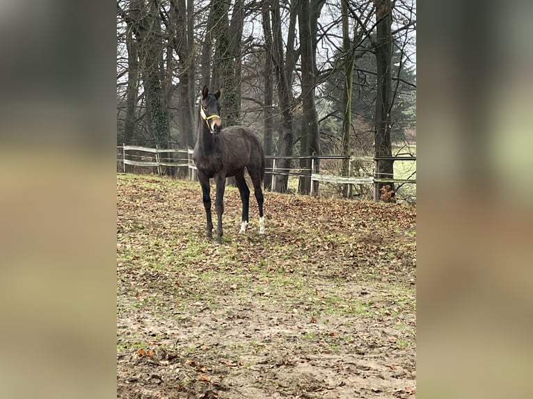 Oldenburger Stute 1 Jahr 154 cm Brauner in Syke