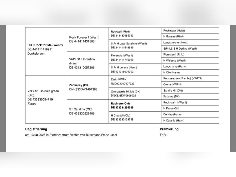 Oldenburger Stute 1 Jahr 154 cm Brauner in Syke
