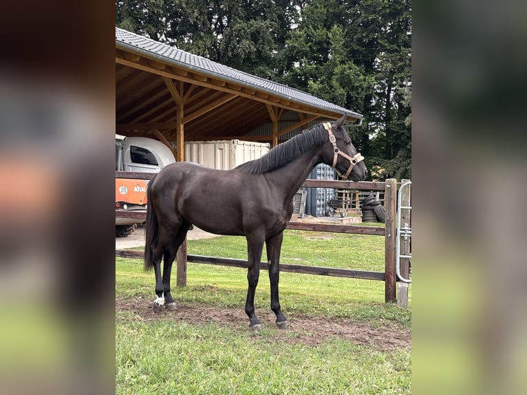Oldenburger Stute 1 Jahr 154 cm Rappe in Syke