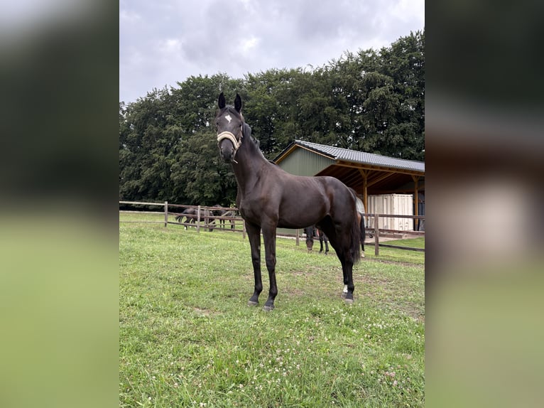 Oldenburger Stute 1 Jahr 154 cm Rappe in Syke