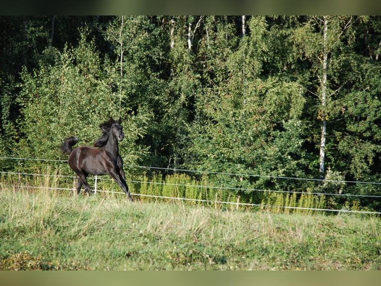Oldenburger Stute 1 Jahr 155 cm Schimmel in Gogołowa