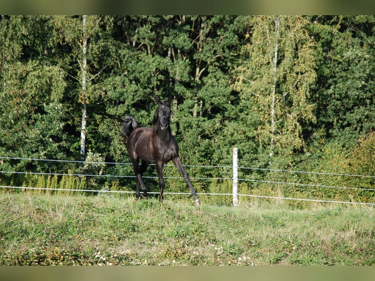 Oldenburger Stute 1 Jahr 155 cm Schimmel in Gogołowa