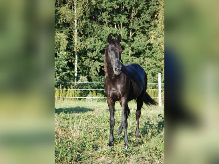 Oldenburger Stute 1 Jahr 155 cm Schimmel in Gogołowa