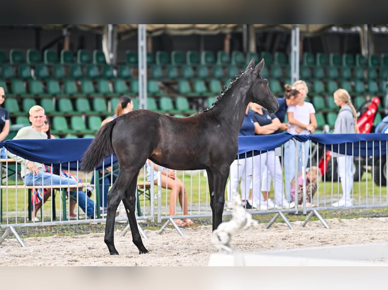 Oldenburger Stute 1 Jahr 155 cm Schimmel in Gogołowa
