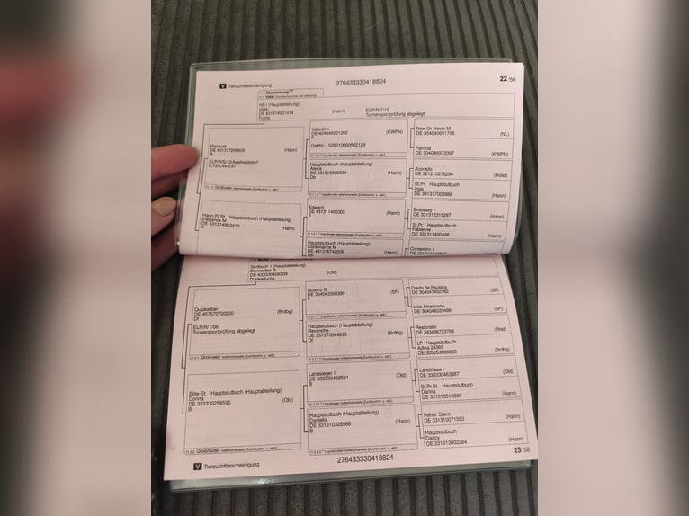 Oldenburger Stute 1 Jahr 165 cm Dunkelfuchs in Edewecht