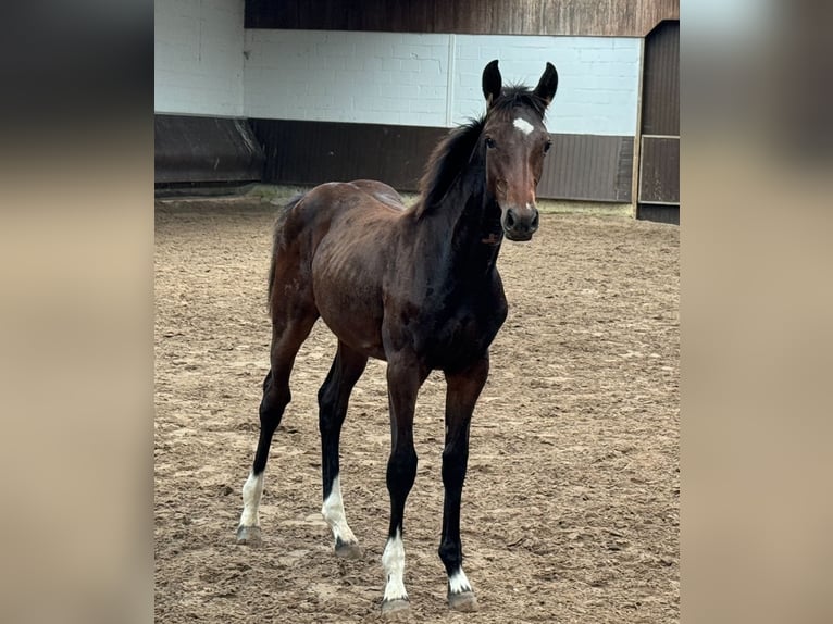 Oldenburger Stute 1 Jahr 166 cm Dunkelbrauner in Bramsche