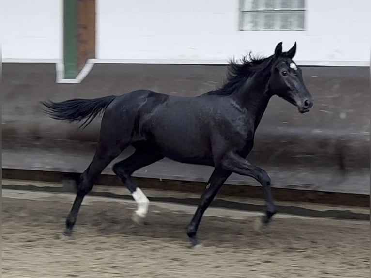 Oldenburger Stute 1 Jahr 166 cm Rappe in Bramsche