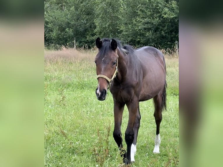 Oldenburger Stute 1 Jahr 168 cm Dunkelbrauner in Langwedel