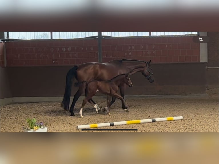 Oldenburger Stute 1 Jahr 168 cm Dunkelbrauner in Langwedel