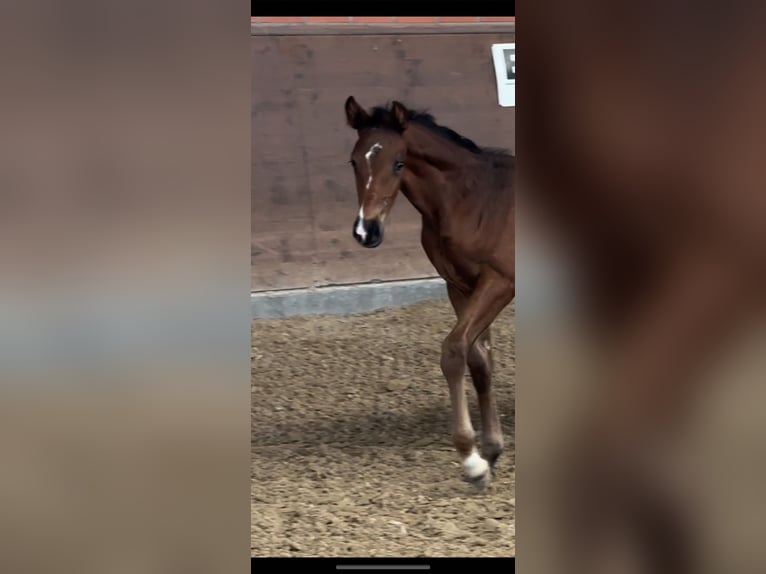 Oldenburger Stute 1 Jahr 168 cm Dunkelbrauner in Langwedel