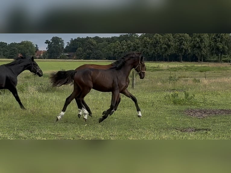 Oldenburger Stute 1 Jahr 168 cm Dunkelbrauner in Langwedel