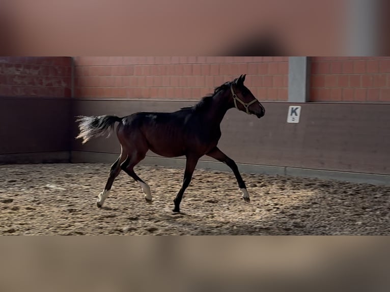 Oldenburger Stute 1 Jahr 168 cm Dunkelbrauner in Langwedel